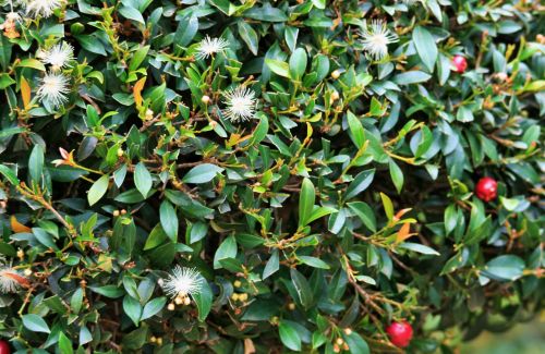 Fluffy Flowers Of Syzygium