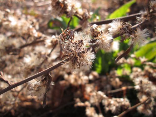 Fluffy Weed Macro 1