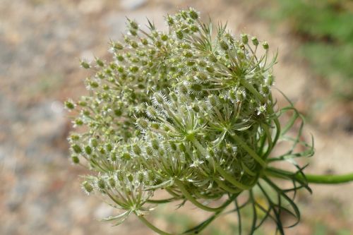 flutes herb anthriscus sylvestris screen flower