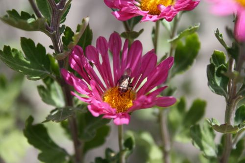 fly insect nature