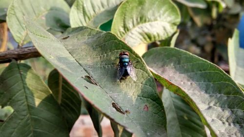 fly insect nature