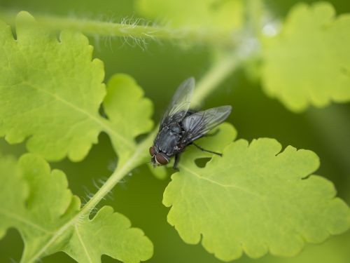 fly insect nature