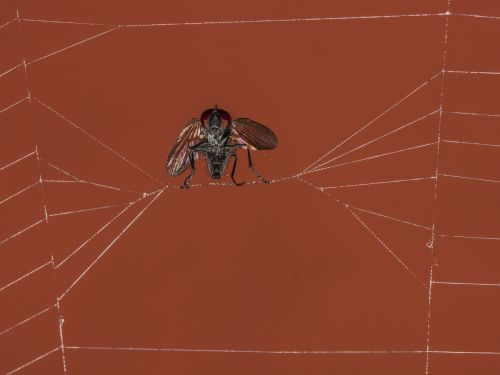 fly trapped spiderweb