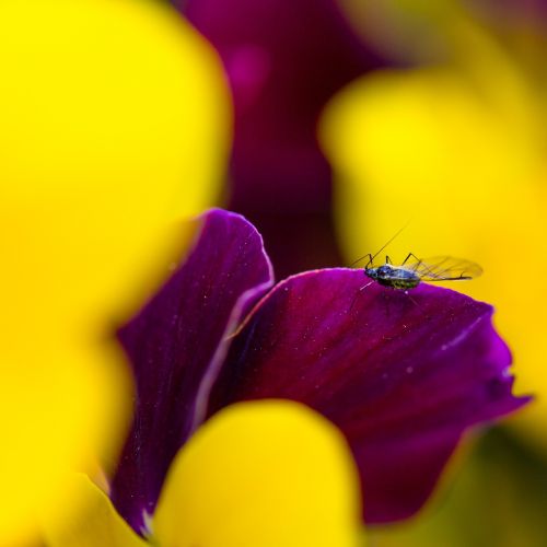 fly spring plant