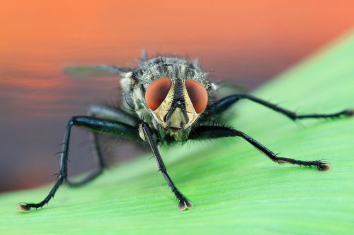 fly housefly macro