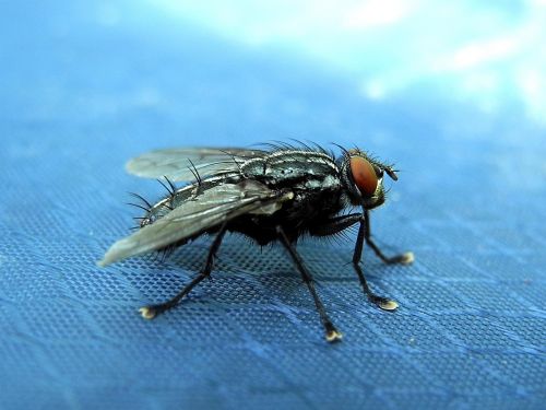 fly housefly must