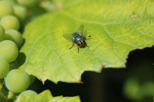 fly wine leaf grapes