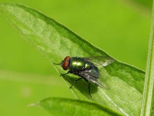 fly insect green