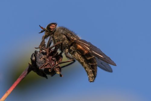 fly insect macro