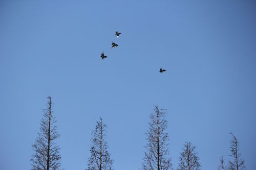 fly bird trees