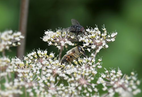 fly arrow cross bee