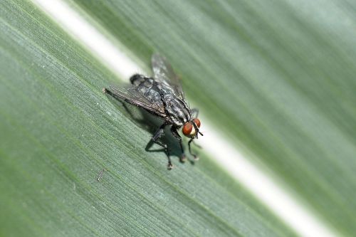 fly insect macro