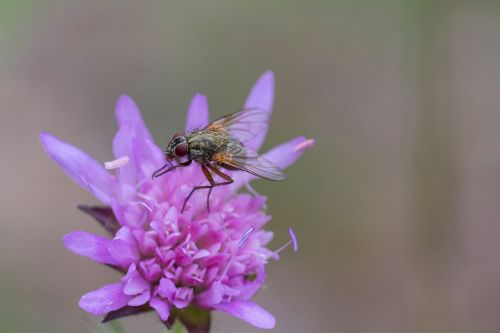 fly flower insect