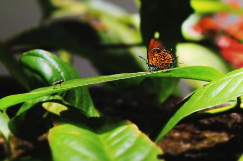 fly nature insect