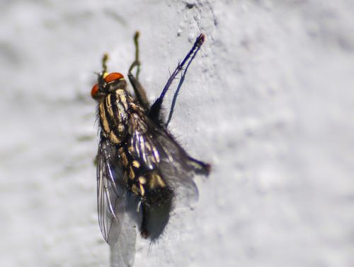 fly macro insect