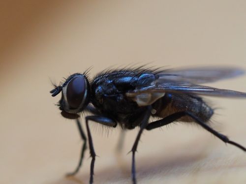 fly insect macro