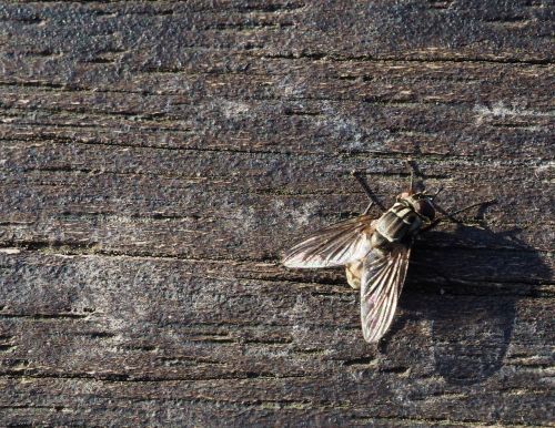 fly insect wood