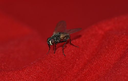 fly small black