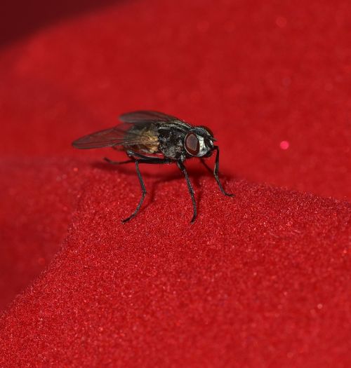 fly small black