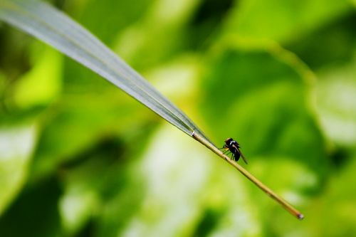 fly leaf green