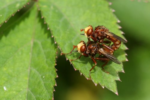 fly sicus ferruginous coupling