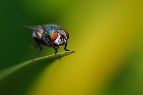 fly insect macro