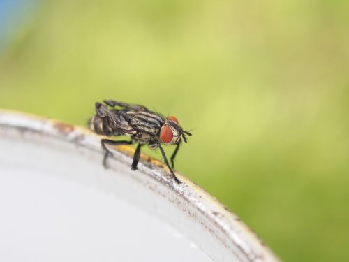 fly insect crippled