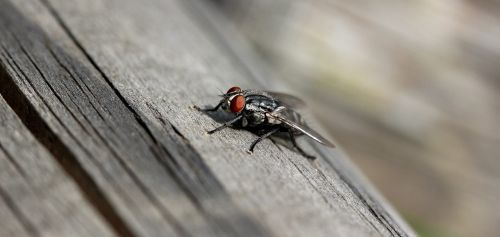 fly macro insect