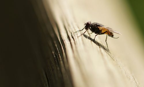 fly insect wing