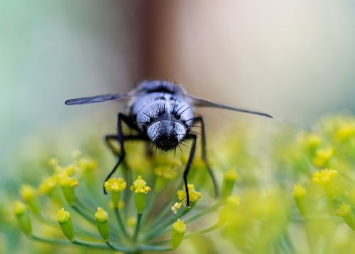 fly insect macro