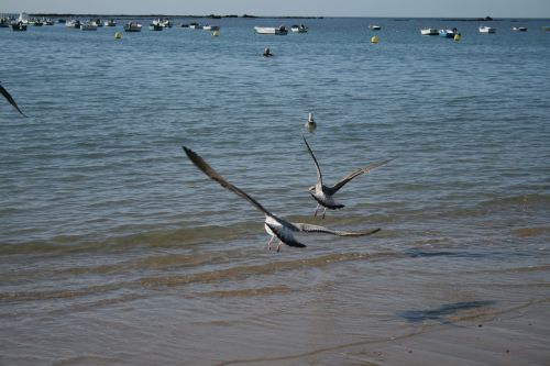 fly freedom seagulls