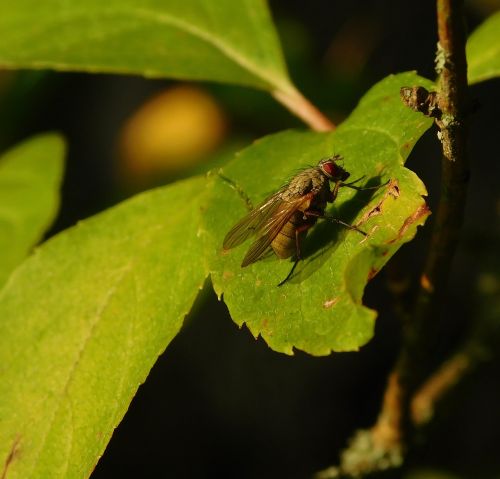 fly insect macro