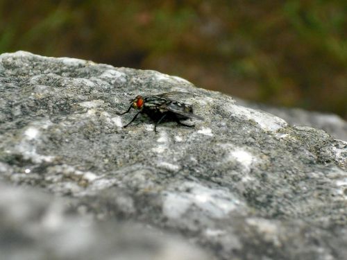 fly nature detail