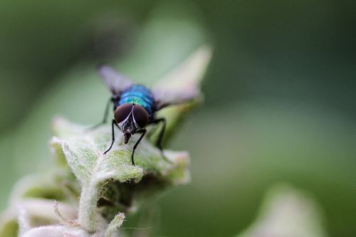 fly macro insect