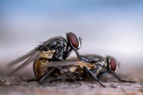 fly housefly mating