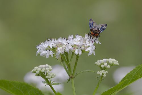 fly nature close