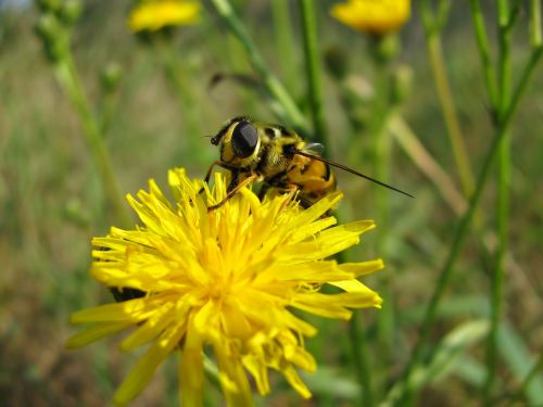 fly bee insect