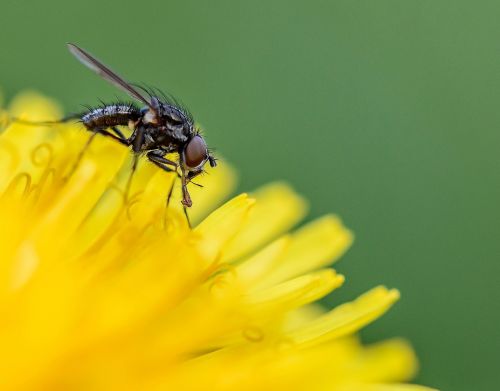 fly macro nature