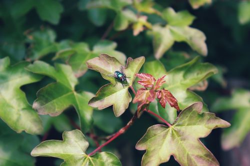 fly insect bug