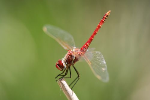 fly dragonfly propeller