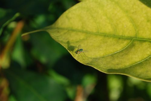 fly shadow color