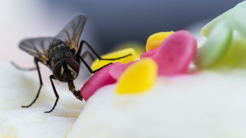 fly macro insect