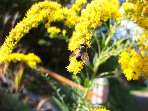 fly insect flowers