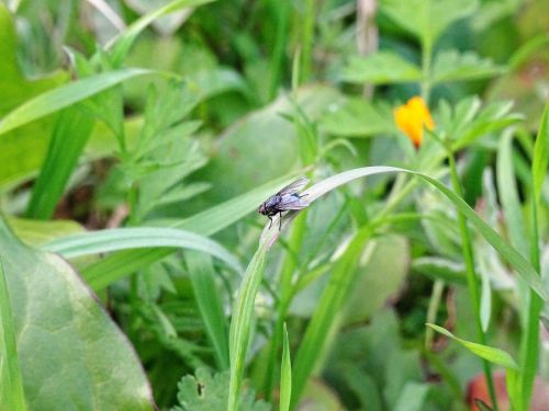 fly insect nature