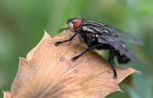 fly leaf macro