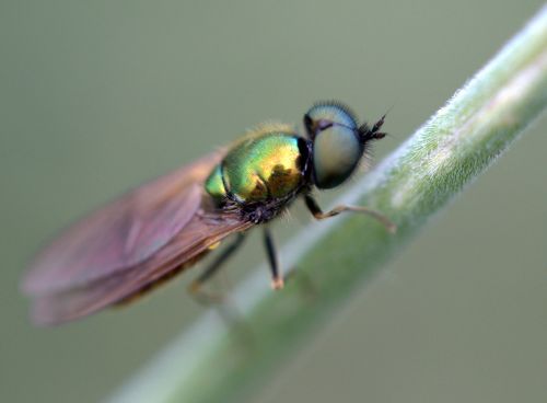 fly green strain