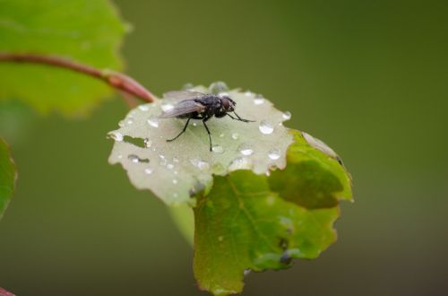 fly leaf bug