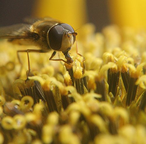 fly macro nature