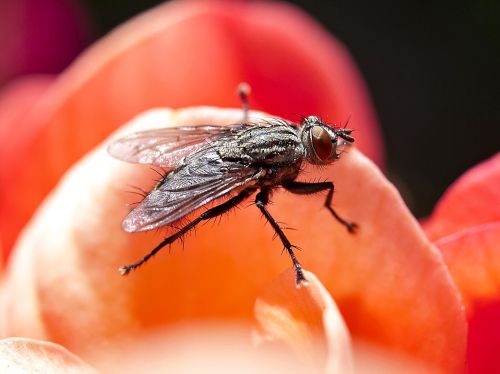 fly insect nature