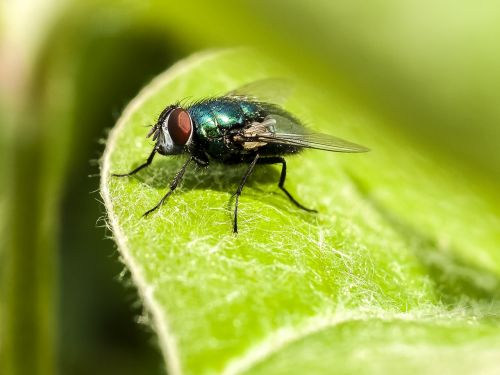 fly insect nature